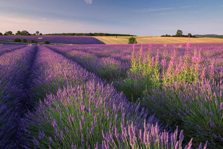 Pink and Purple