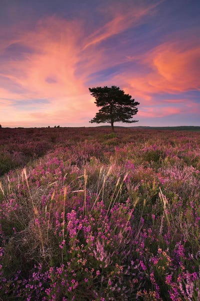 Pretty in Pink III by Adam Burton canvas print