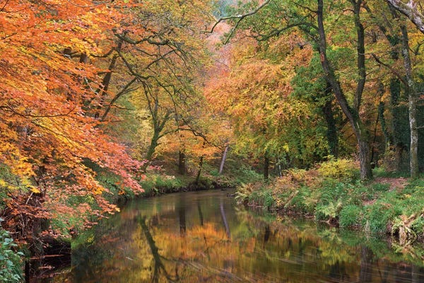 Adam Burton: Teign Golds by Adam Burton