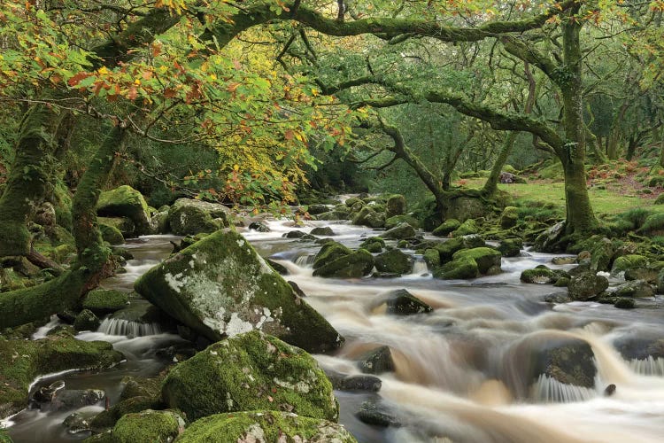 The Dewerstone Wood