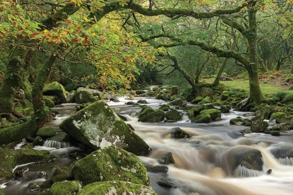 The Dewerstone Wood