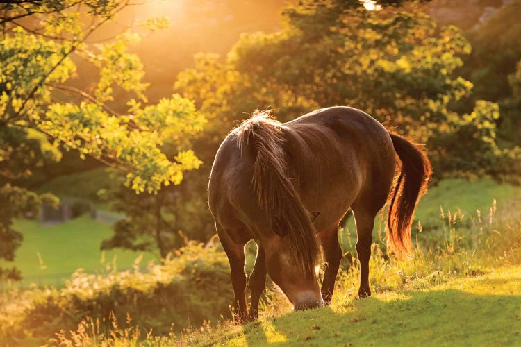 The Exmoor Pony
