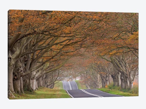 Tree Tunnel Lane Atmospheric Black White XL Wall Art Canvas Print 