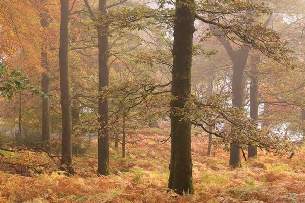 England: Ullswater Woodland by Adam Burton