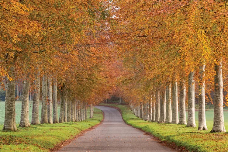 Autumn Splendour