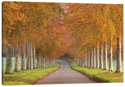 Autumn Splendour Canvas Art Print - Serene Photography