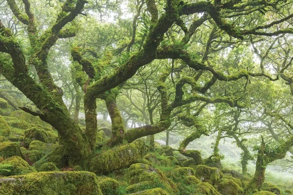 Adam Burton: Ancient Woodland by Adam Burton