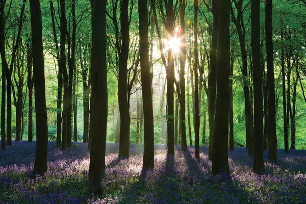 Calm: Bluebell Woodland by Adam Burton
