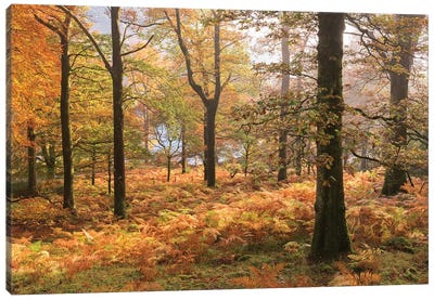 Colours Of Autumn Canvas Art Print - Adam Burton
