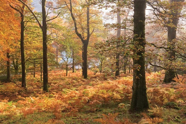 Colours Of Autumn