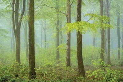 Colours Of Spring by Adam Burton multi panel art