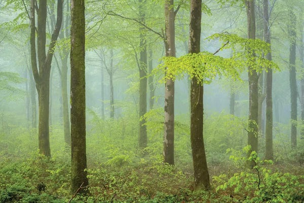 Adam Burton: Colours Of Spring by Adam Burton