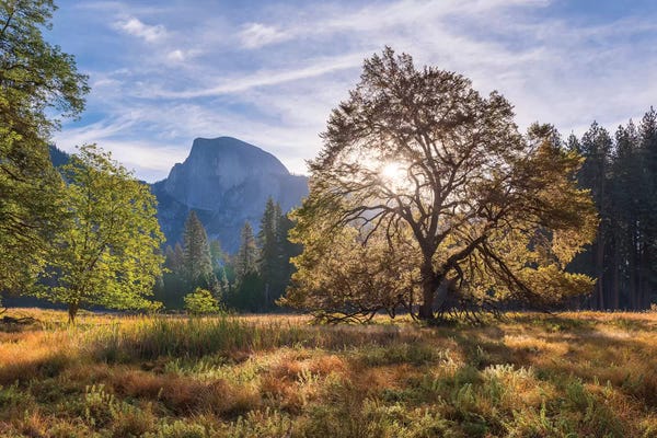 Adam Burton: Cooks Meadow & Half Dome by Adam Burton