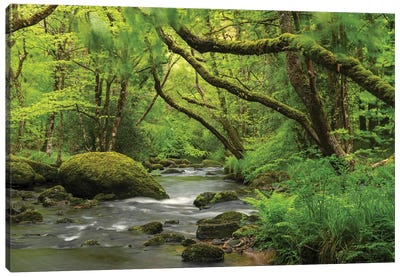 Fairytale Forest Canvas Art Print - River, Creek & Stream Art