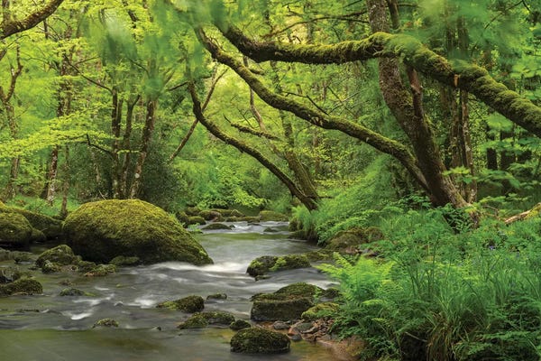 Calm: Fairytale Forest by Adam Burton