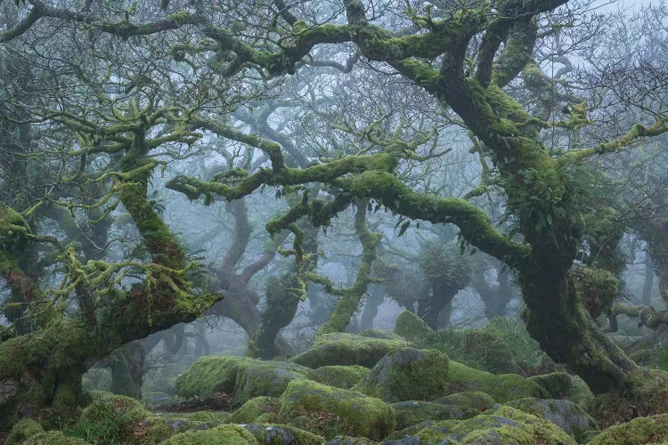 Fangorn Forest