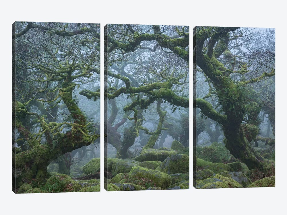 Fangorn Forest by Adam Burton 3-piece Canvas Wall Art