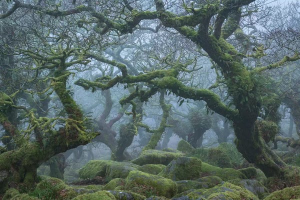 Fangorn Forest