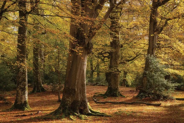 Forest Golds