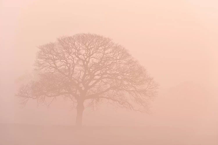 Oak Tree In Morning Mist