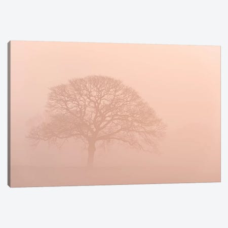 Oak Tree In Morning Mist Canvas Print #ABU90} by Adam Burton Canvas Wall Art