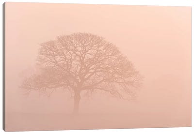 Oak Tree In Morning Mist Canvas Art Print - Adam Burton