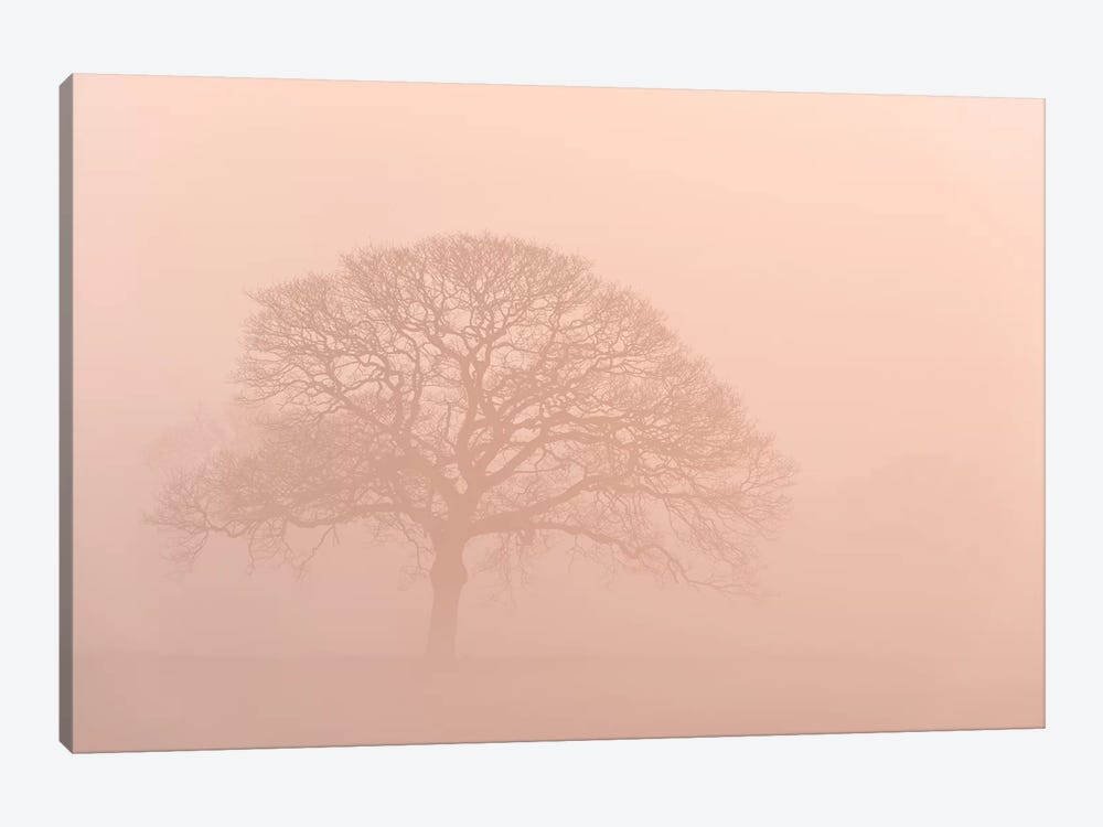 Oak Tree In Morning Mist by Adam Burton 1-piece Canvas Wall Art
