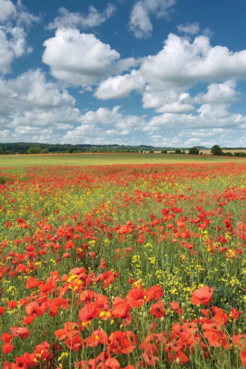 Colours of Summer (Dorset) by Adam Burton wall art