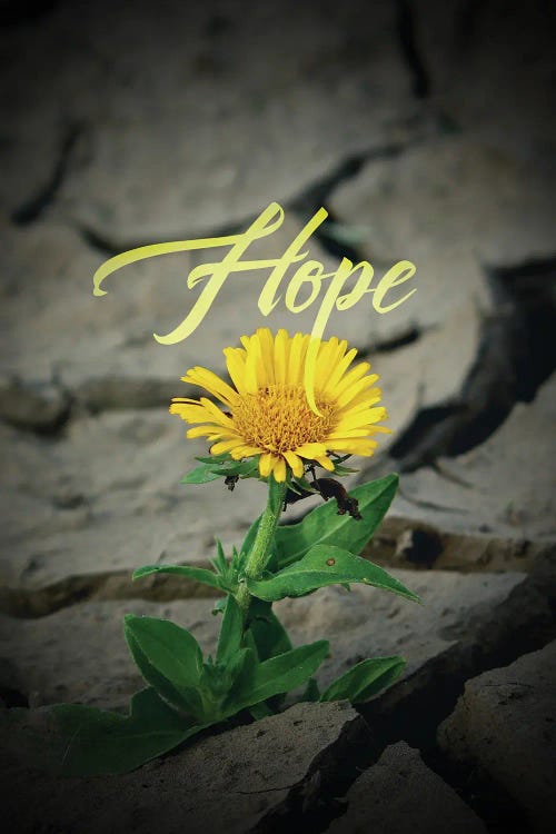 Hope Flower