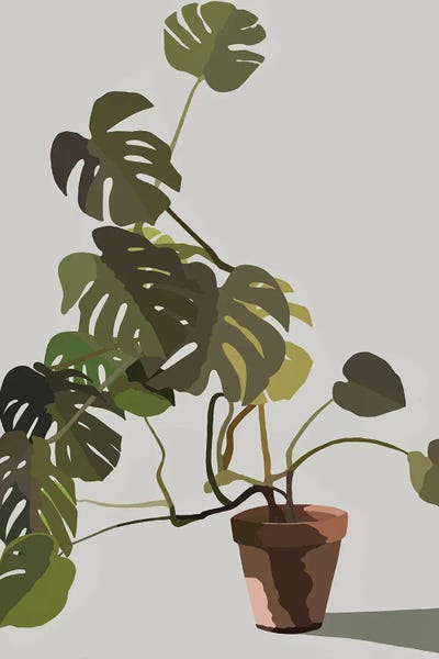 Andrew M Barlow: Cheese Plant In Pot by Andrew M Barlow