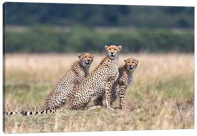 Attention, Please! Canvas Art Print - Cheetah Art