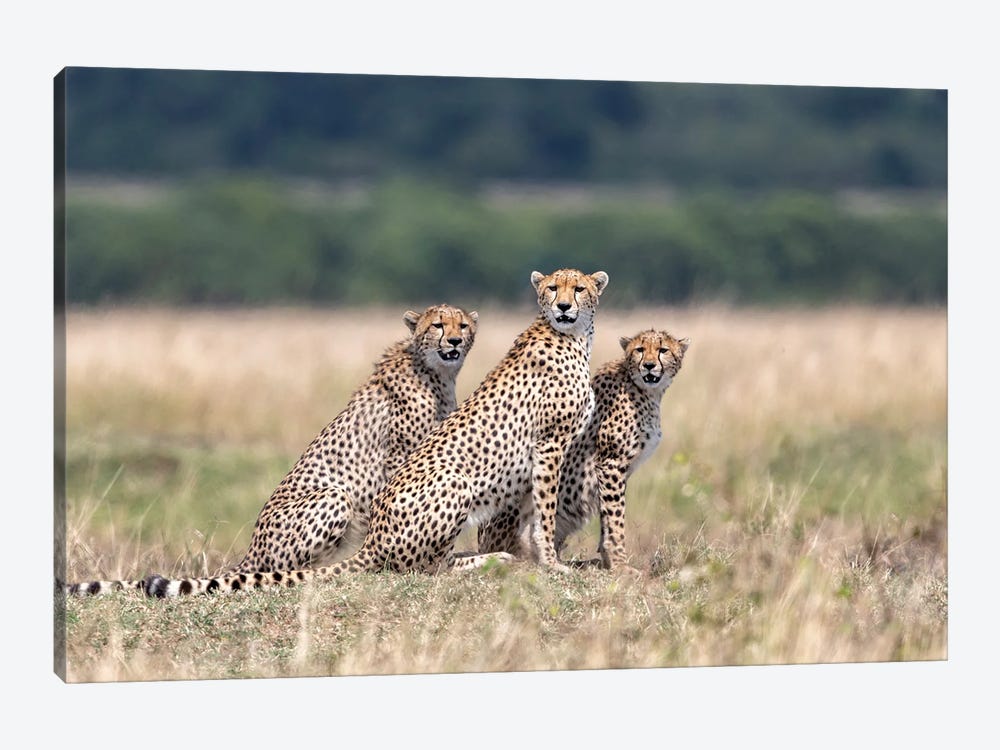 Attention, Please! by Alessandro Catta 1-piece Canvas Print