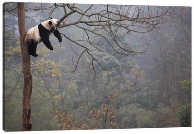Lazy Panda Canvas Art Print - 1x Scenic Photography