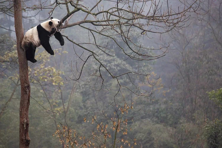 Lazy Panda by Alessandro Catta wall art
