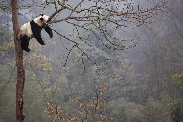 Sleeping & Napping: Lazy Panda by Alessandro Catta