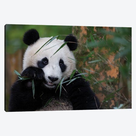 Bamboo Time Canvas Print #ACA2} by Alessandro Catta Canvas Art