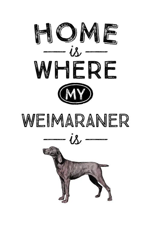 Weimaraner