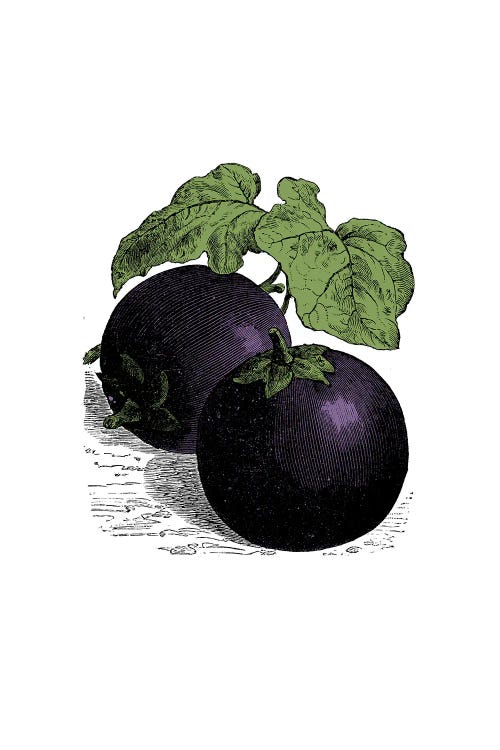 Aubergine