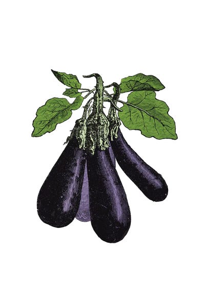 Eggplant by Alchera Design Posters canvas print