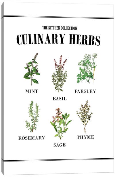 Culinary Herbs Canvas Art Print - Alchera Design Posters