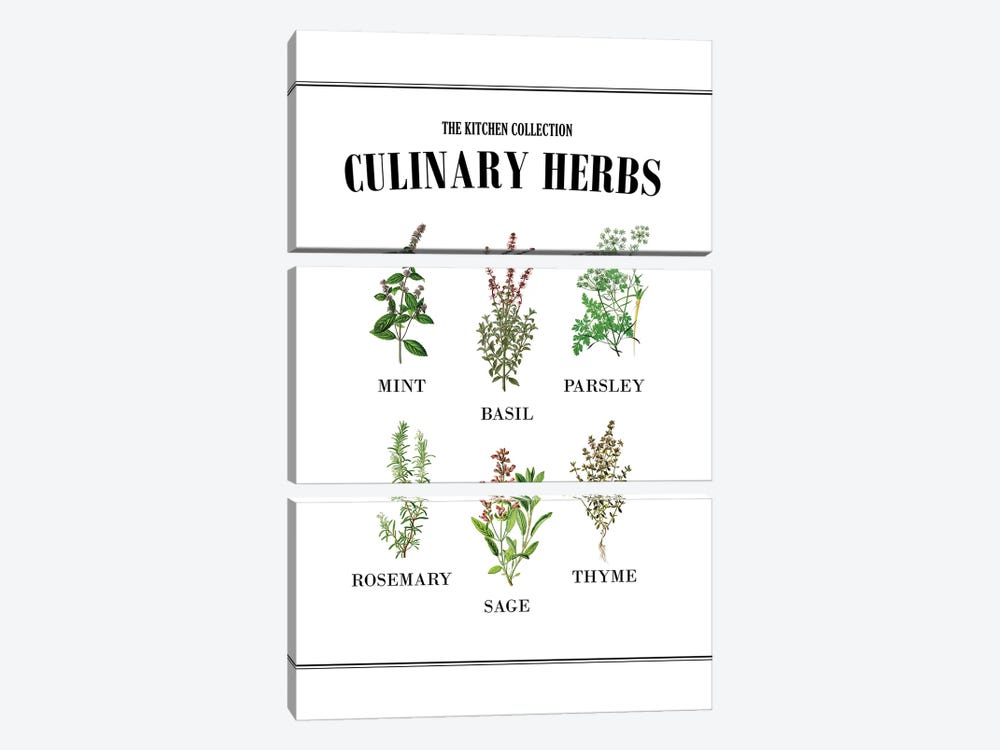 Culinary Herbs by Alchera Design Posters 3-piece Canvas Artwork