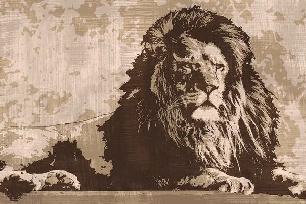 Lions: Lion by Andrew Cooper