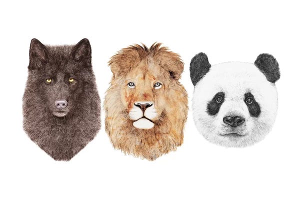 Lion Wolf And Panda