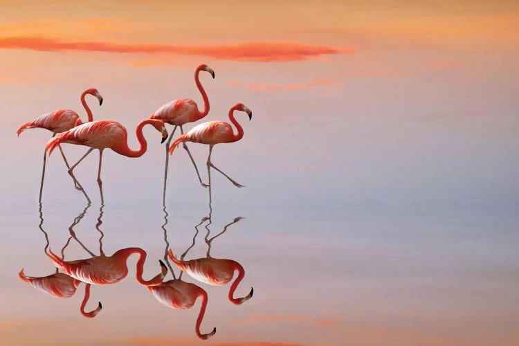 Flamingos Family