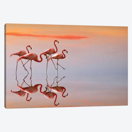 Flamingos Family Canvas Print #ACS8} by Anna Cseresnjes Canvas Print