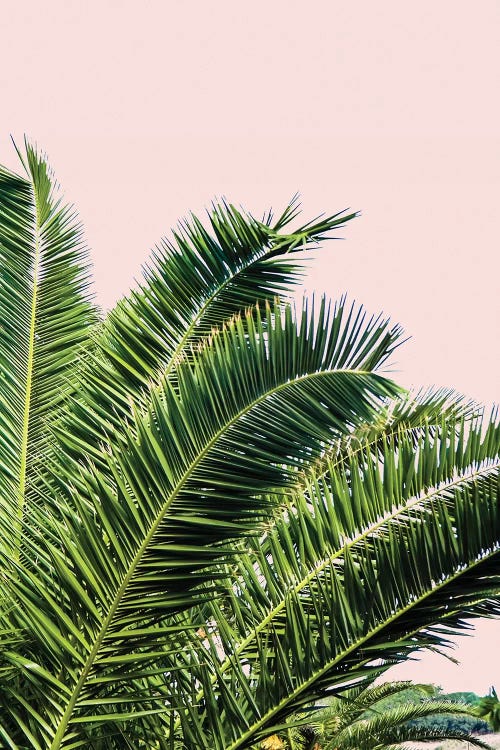 Tropical Leaves on Blush I