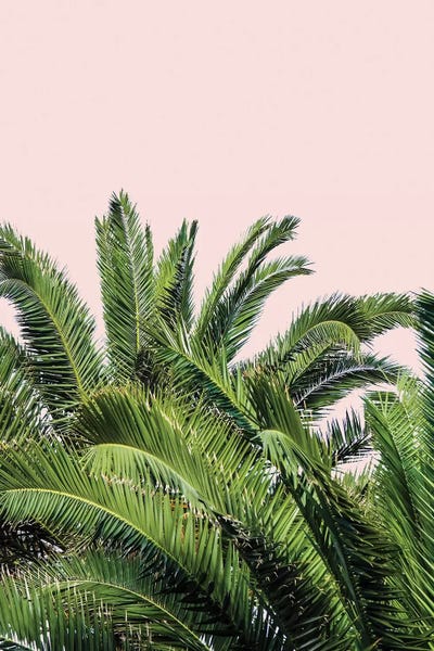 Acosta: Tropical Leaves on Blush II by Acosta