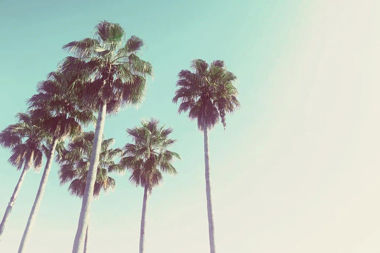Palms Against The Evening Sky by Acosta wall art