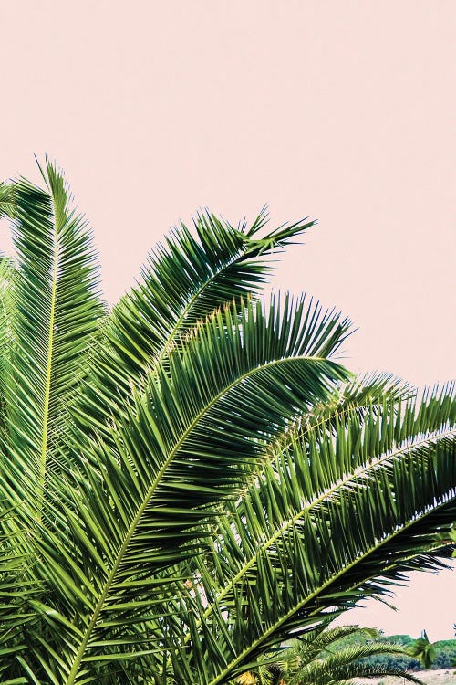 Tropical Leaves On Blush I