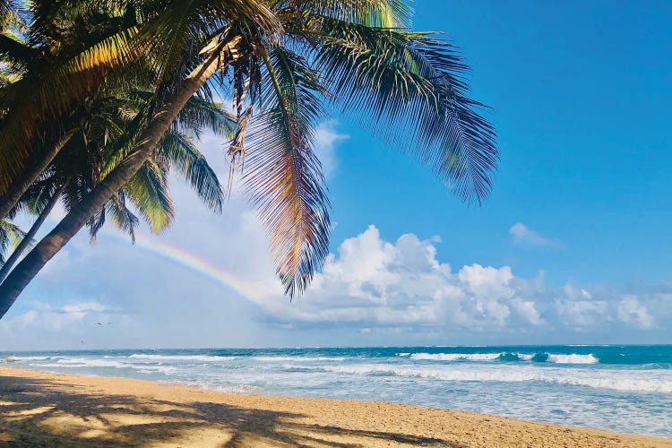 Under the Palms